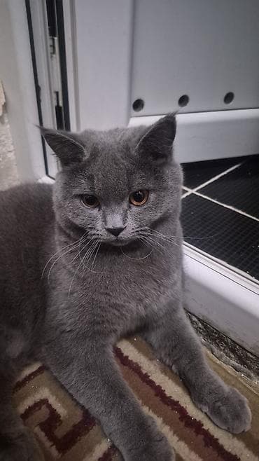 Britan, Erkək, Yaxşı əllərə, Ünvandan götürmə, Pulsuz çatdırılma, Ödənişli çatdırılma — 2