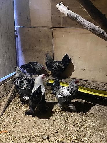 Toyuq, Brama, Damazlıq