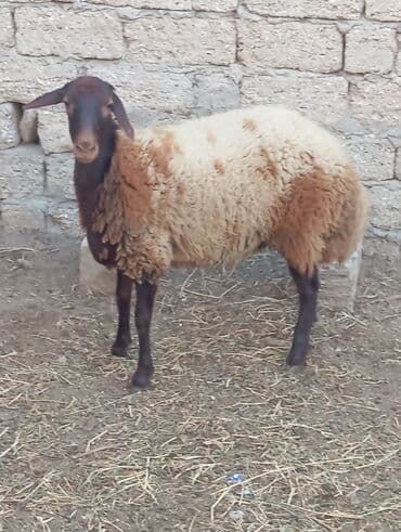 сколько стоят щенки: Самка, Qala, лет: 1, Для разведения, Самовывоз — 2