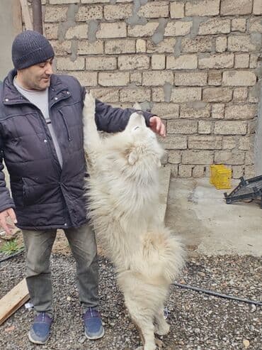 Iran Khodro: Samoyed, Peyvəndli — 3