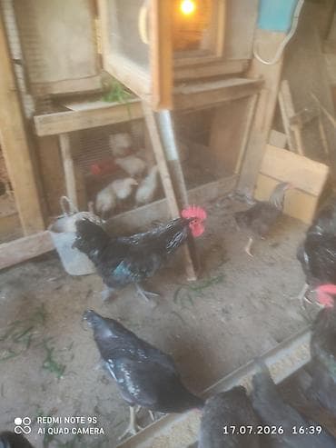 pitbull satisi: Xoruz, il: <1, Ünvandan götürmə — 7