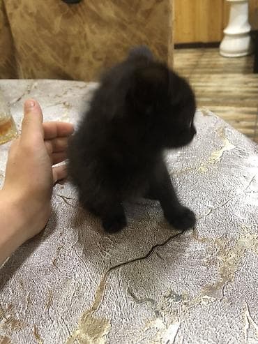 əl meymunu: Yaxşı əllərə — 3