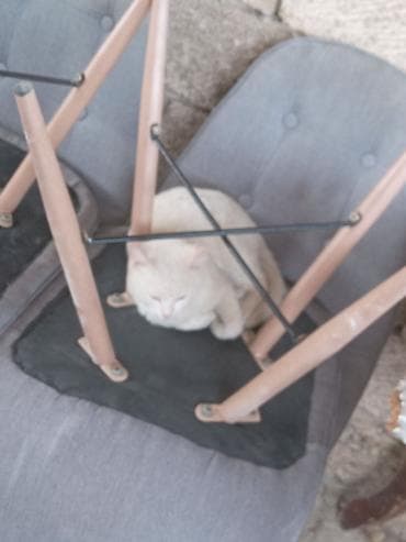 pisi: Erkək, Yaxşı əllərə, Ünvandan götürmə, Ödənişli çatdırılma — 3