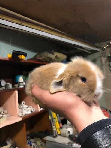 dekarativ heyvanlar: Karlik sallag qulaq balalari Rəng: qızılı-krem və ağ ləkəli Tam — 7