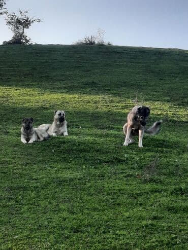 ari mumu satilir: Kanqal — 3