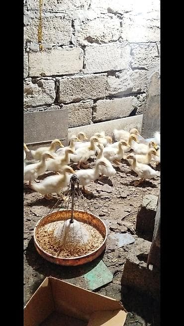 Salam tam saqlam Pekin kuban ordekler satılır 1 ayliqdilar 21 edəndir — 4