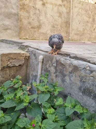 Toyuq cücələri, Damazlıq — 4