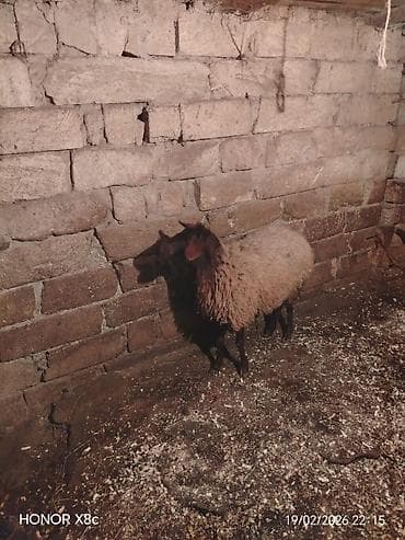 heyvan bazari keci: Satılır 1 qarın doğub şişək di boğaz olub olmağını bilmirəm qoç içində — 2