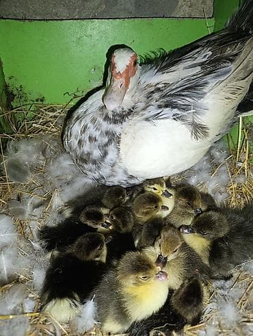 pekin: Satilir lal ördek balalari 33 denedi Ünvan bakı Nesimi metrosu 9mkr — 3