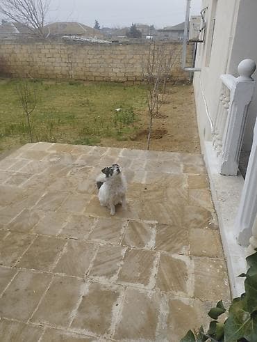 ev iti satisi: Pudel, 9 ay, Erkek, Peyvəndli, Ödənişli çatdırılma — 9