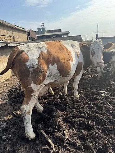 Рогатый скот: Simmental və holşteyn friz inəklər satılır. Hər ikisi 2 aydan az — 1