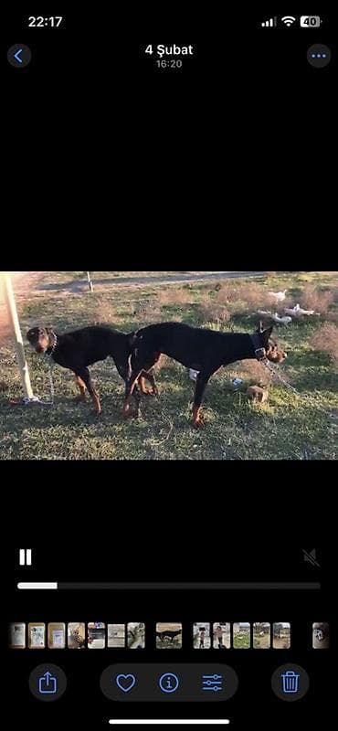 Gəmiricilər: Doberman, 2 ay, Sənədli — 4