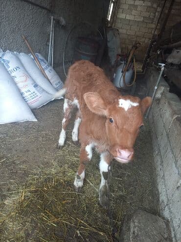 i̇nəy: Erkək, Simental, il: 1, Ətlik — 2