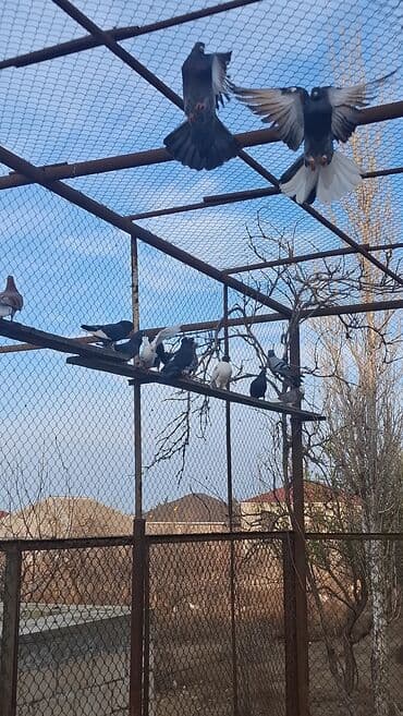 ВАЗ (ЛАДА): Satılır — 5