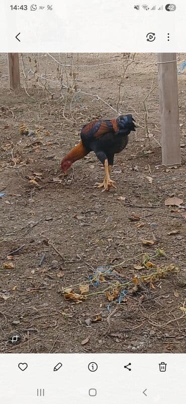 большая клетка для кролика: Heyratı 6 aylıqdı qiymət 100 man — 1