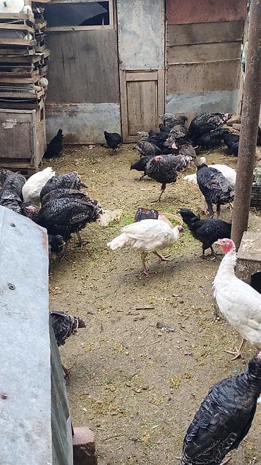 hinduska satisi: Məhsul: Hinduşka quşları tək tək satılmır qiymət maraq üçündü kom — 3