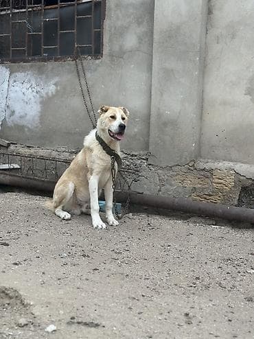 İt – qarışıq cins, orta boy Rəng: açıq-sarı (bal rəngi) bel və