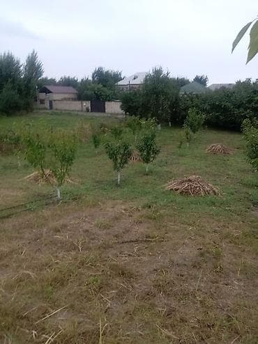 10 sot Kənd təsərrüfatı, Qaz, İşıq, Su lalafo.az -da 10 sot Kənd təsərrüfatı, Qaz, İşıq, Su