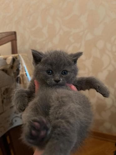 balaca itlər: Britan — 2