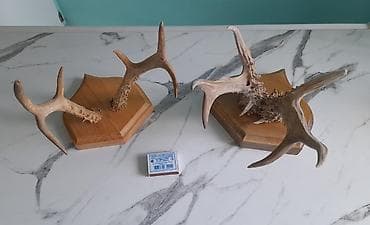 клык волка купить в бишкеке: Maral və Cüyür buynuzları 3-ü birlikdə cəmi = 150 azn. ünvan : metro — 4