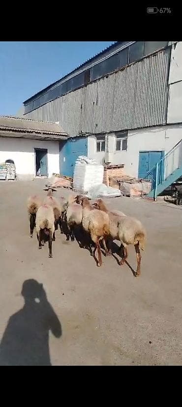 С/х животные и товары: Salam aleykum kök qoyunlardı qiymet kesgiye 14. 5m cavan qoyunlardı — 3