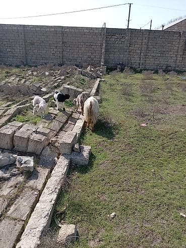 Собаки: Qoyun-keçi sürüsü - Növ: Keçi (qarışıq rəng və cinslər) - Tərkib: Bir — 4