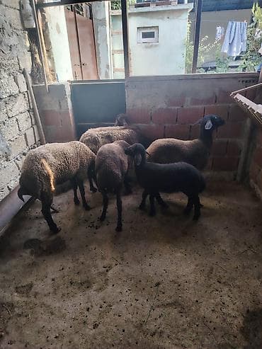 Dişi, Qala, il: 1, 55 kq, Damazlıq, Ünvandan götürmə lalafo.az -da Dişi, Qala, il: 1, 55 kq, Damazlıq, Ünvandan götürmə