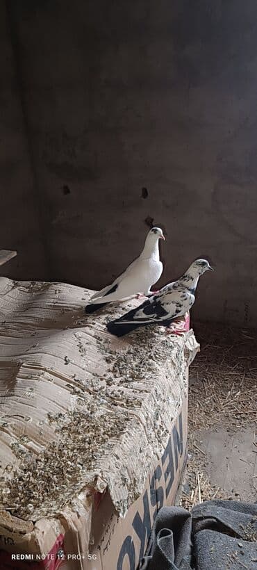 tap az goyercin satisi: İkside çox uçan quşlardi cütü 25m — 2