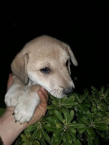 Gəmiricilər: Zvanok balası satılır. Erkək, 3 aylıq. Qurd dərmanı verilib. Şirin — 3