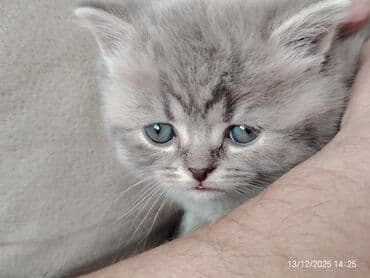 şotland pisik: Şotland, Erkək — 8