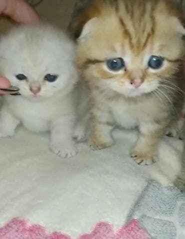 Şotland yastı qulaq