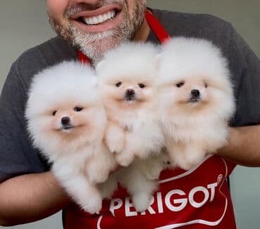 Daewoo: Шпиц, 2 месяца, С прививками, Самовывоз — 1