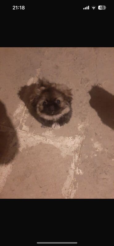 pekines balası: Pekines — 1