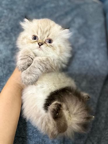 pişik tap az: British Shorthair və Scottish Fold balaları - Cins: British Shorthair — 9