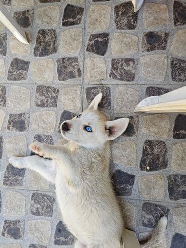 xaski itlər: Xaski, 2 ay, Dişi — 1