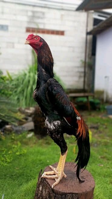 ana arı satışı: Heyratı O Şhamo Boyu _75 Sm 7 Ayına Keçib. Çəkisi 3. 800.Heyvana — 1