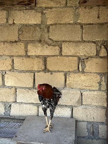 quşlar: Məhsul: Qarışıq heyratı xoruzlar
Real alıcıya endirim olacaq — 4