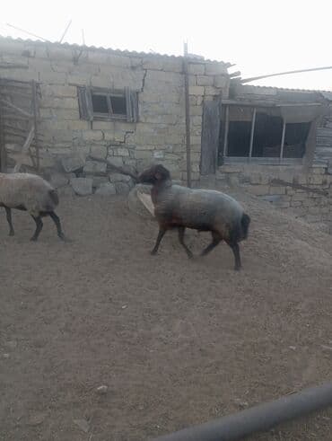 cins ineklerin qiymeti: Salammeleykim.Damazliq Qoc Satilir.Qiy.1000 Azn.Buzovna.050-724-18-12 — 4