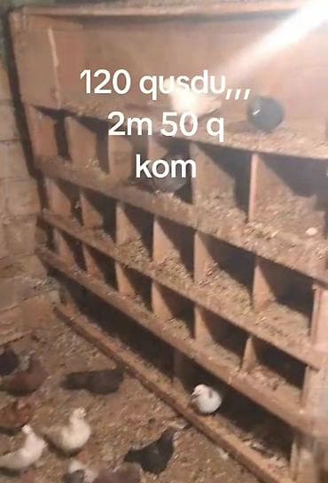Голуби: 120 ədəd ev göyərçini dəsti - Say: 120 quş - Rənglər: ağ, qara, boz — 4