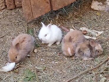 dovşanlar karlik: Sort kroluk karlik tüklü balaca qalan karlik dovşanlar dovsan əsil — 6