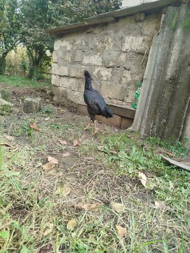 amerikan bronz hinduşka: Xoruz, il: <1 — 2