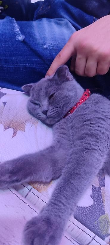 Gəmiricilər: Şotland — 3