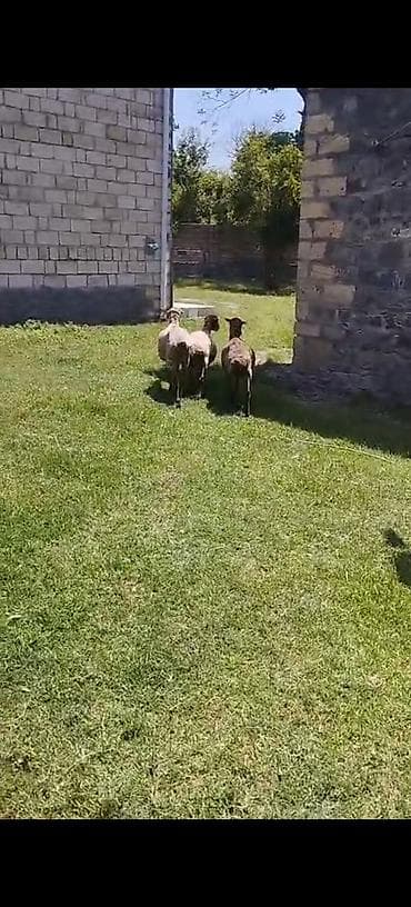 K/t heyvanları və malları: Qeyd: Say, cins və çəkilər barədə əlavə məlumat üçün detalları — 2
