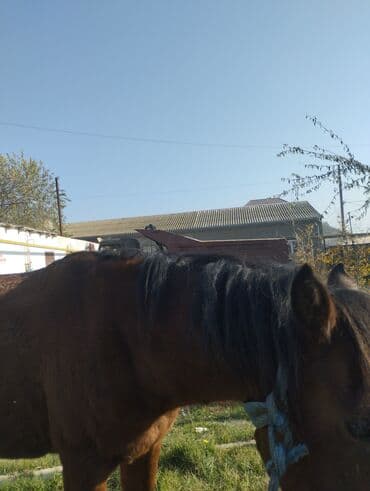 sudluk inekler satışı: Yük və kənd təsərrüfatı işləri üçün at - Rəng: qəhvəyi - Boy: orta - — 6