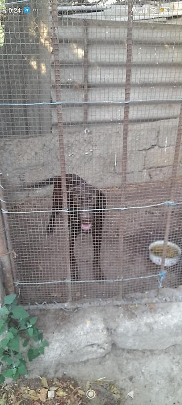 alabay itləri: Kurtxar, 4 ay, Erkek, Ünvandan götürmə — 6