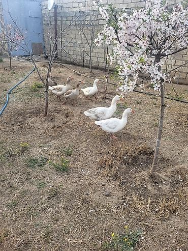 pisik ucun bit dermani: Qaz sürüsü satılır - Növ: Ağ və boz yerli qazlar (qarışıq rənglər) - — 6