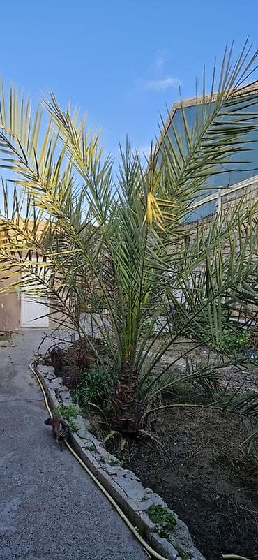 adem ağacı: Xurmanın dekorativ palmisi – həyət və bağ üçün 12 ildi xurma tumunnan — 4