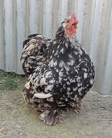 alman kurdu iti: Toyuq, Damazlıq, Ödənişli çatdırılma, Rayonlara çatdırılma — 2
