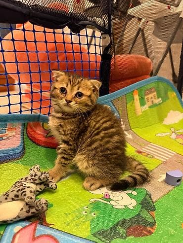 Кошки: Шотладская вислоухая — 7