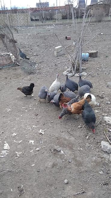 azeri it adlari: Toyuq, Ətlik — 1